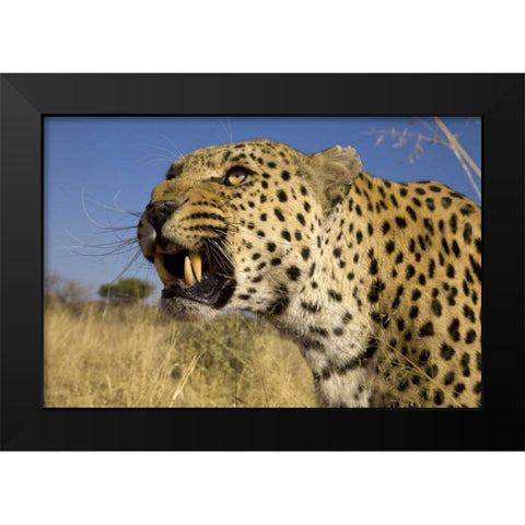 Africa, Namibia Leopard snarling Black Modern Wood Framed Art Print by Zuckerman, Jim