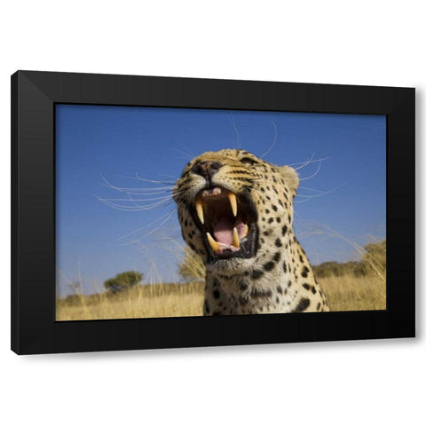 Africa, Namibia Leopard snarling Black Modern Wood Framed Art Print by Zuckerman, Jim