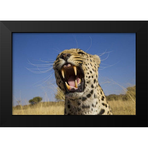 Africa, Namibia Leopard snarling Black Modern Wood Framed Art Print by Zuckerman, Jim