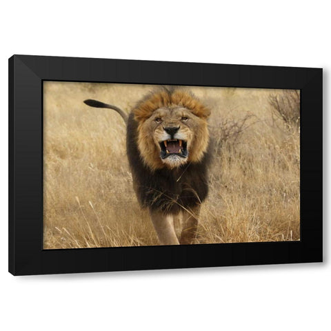 Africa, Namibia Aggressive male lion Black Modern Wood Framed Art Print with Double Matting by Zuckerman, Jim