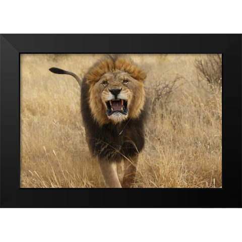 Africa, Namibia Aggressive male lion Black Modern Wood Framed Art Print by Zuckerman, Jim