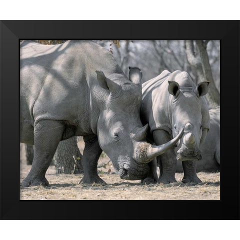 Africa, Namibia White rhino mother and calf Black Modern Wood Framed Art Print by Zuckerman, Jim