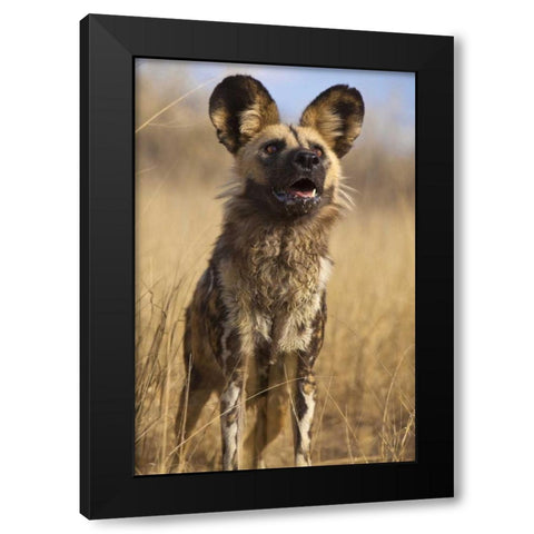 Africa, Namibia Wild dog close-up Black Modern Wood Framed Art Print with Double Matting by Zuckerman, Jim