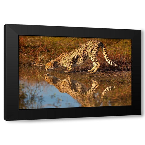 Namibia Adult cheetah drinking and reflecting in water Black Modern Wood Framed Art Print by Jaynes Gallery