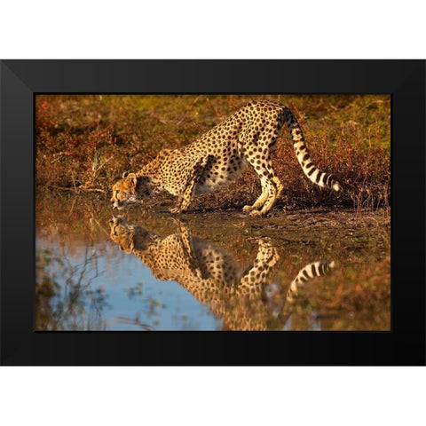 Namibia Adult cheetah drinking and reflecting in water Black Modern Wood Framed Art Print by Jaynes Gallery