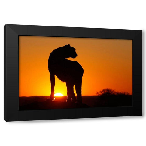 Namibia Cheetah silhouette at sunset Black Modern Wood Framed Art Print by Jaynes Gallery