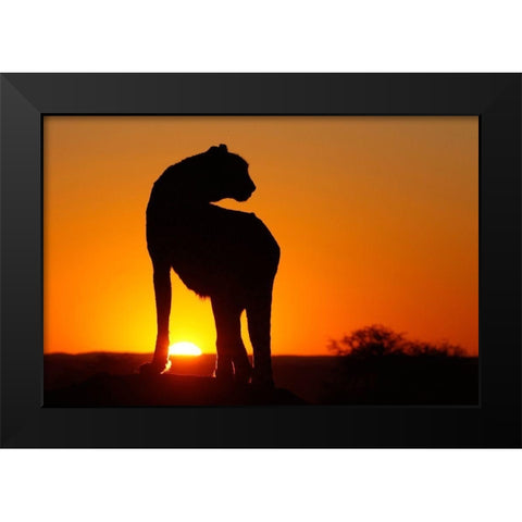 Namibia Cheetah silhouette at sunset Black Modern Wood Framed Art Print by Jaynes Gallery