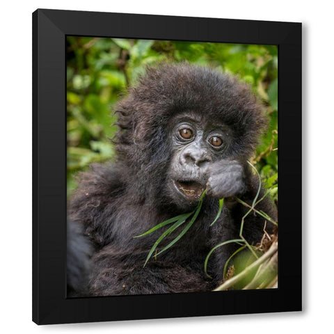 Africa-Rwanda-Volcanoes National Park-Baby Mountain Gorilla playing with piece of grass Black Modern Wood Framed Art Print with Double Matting by Souders, Paul