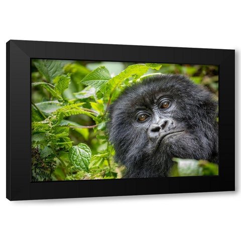 Africa-Rwanda-Volcanoes National Park-Close-up portrait of adult Mountain Gorilla in rainforest Black Modern Wood Framed Art Print with Double Matting by Souders, Paul