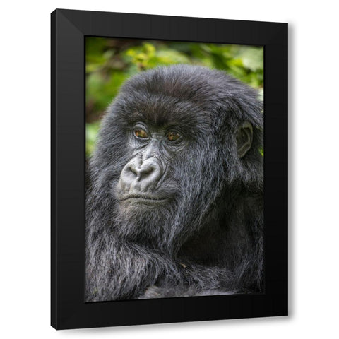 Africa-Rwanda-Volcanoes National Park-Portrait of Mountain Gorilla Black Modern Wood Framed Art Print with Double Matting by Souders, Paul
