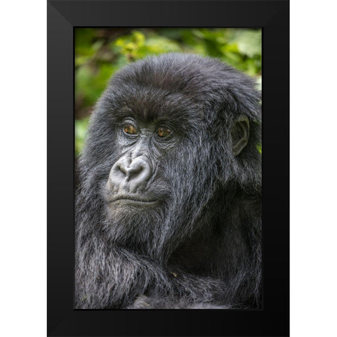 Africa-Rwanda-Volcanoes National Park-Portrait of Mountain Gorilla Black Modern Wood Framed Art Print by Souders, Paul