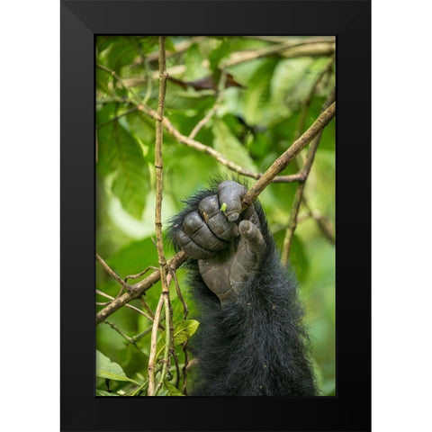 Africa-Rwanda-Volcanoes National Park-Close-up of Mountain Gorillas hand gripping vines Black Modern Wood Framed Art Print by Souders, Paul