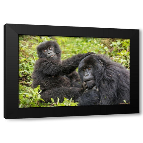 Africa-Rwanda-Volcanoes National Park-Young Mountain Gorilla playing with adult  Black Modern Wood Framed Art Print with Double Matting by Souders, Paul