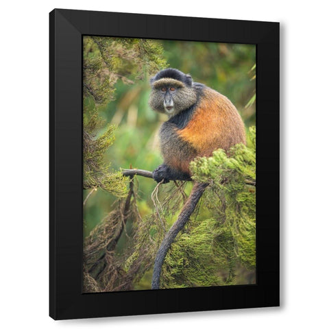 Africa-Rwanda-Volcanoes National Park-Golden Monkey in Virunga Mountains Black Modern Wood Framed Art Print with Double Matting by Souders, Paul