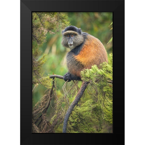 Africa-Rwanda-Volcanoes National Park-Golden Monkey in Virunga Mountains Black Modern Wood Framed Art Print by Souders, Paul