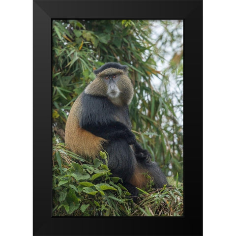 Africa-Rwanda-Volcanoes National Park-Golden Monkey in Virunga Mountains Black Modern Wood Framed Art Print by Souders, Paul
