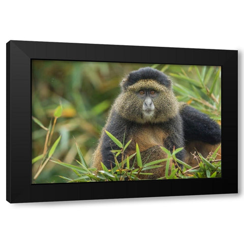 Africa-Rwanda-Volcanoes National Park-Golden Monkey in Virunga Mountains Black Modern Wood Framed Art Print with Double Matting by Souders, Paul