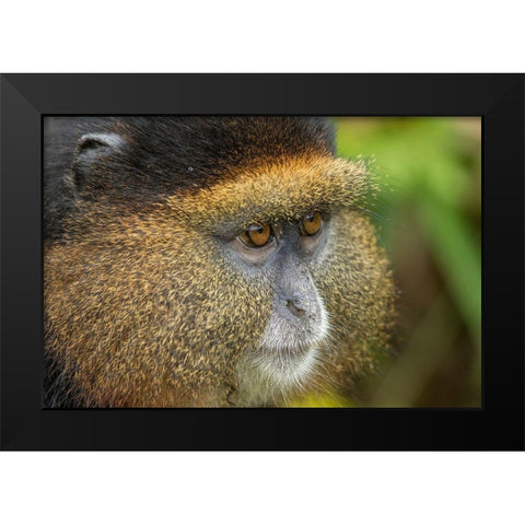 Africa-Rwanda-Volcanoes National Park-Close-up portrait of Golden Monkey  Black Modern Wood Framed Art Print by Souders, Paul