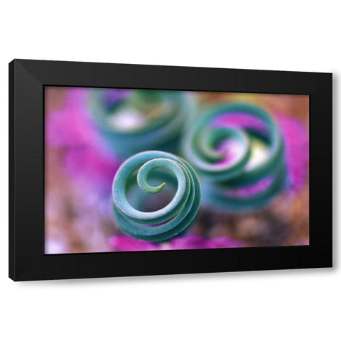 South Namaqualand, Curled lily leaves Black Modern Wood Framed Art Print with Double Matting by Rotenberg, Nancy