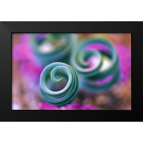 South Namaqualand, Curled lily leaves Black Modern Wood Framed Art Print by Rotenberg, Nancy