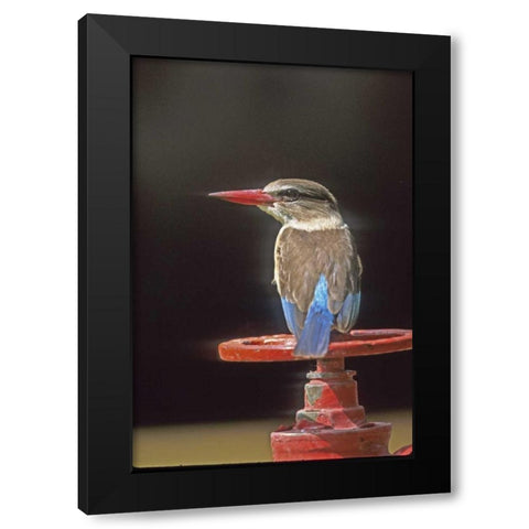 South Kruger NP Brown-hooded kingfisher on wheel Black Modern Wood Framed Art Print by Williams, Joanne