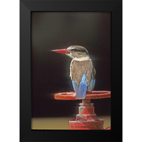 South Kruger NP Brown-hooded kingfisher on wheel Black Modern Wood Framed Art Print by Williams, Joanne