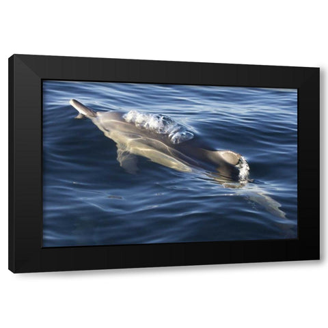 South Cape Town A bottlenose dolphin Black Modern Wood Framed Art Print by Anon, Josh