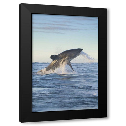 South Cape Town A great white shark hunting Black Modern Wood Framed Art Print with Double Matting by Anon, Josh