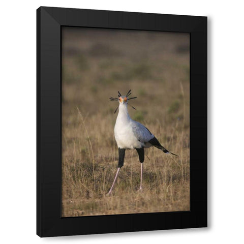 South Port Elizabeth A secretary bird portrait Black Modern Wood Framed Art Print by Anon, Josh