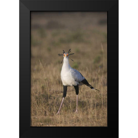 South Port Elizabeth A secretary bird portrait Black Modern Wood Framed Art Print by Anon, Josh