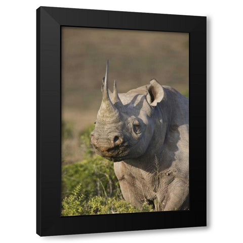 South Africa, Port Elizabeth, Black rhino grazing Black Modern Wood Framed Art Print by Anon, Josh