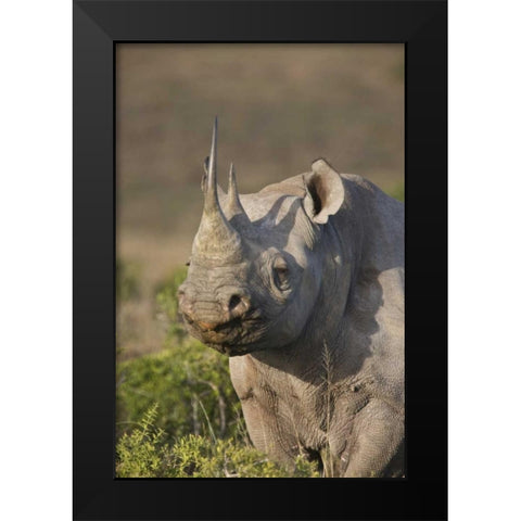 South Africa, Port Elizabeth, Black rhino grazing Black Modern Wood Framed Art Print by Anon, Josh