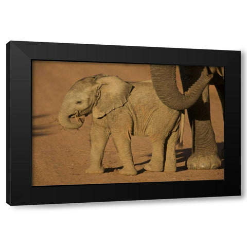 South Africa Baby elephant plays with a branch Black Modern Wood Framed Art Print by Anon, Josh