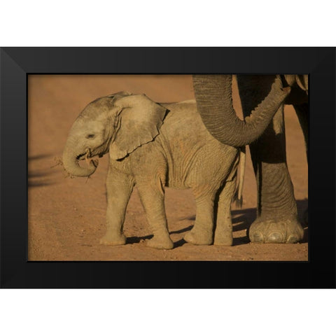 South Africa Baby elephant plays with a branch Black Modern Wood Framed Art Print by Anon, Josh