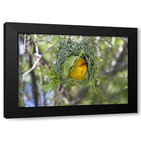 Slender-billed Weaver, Kamieskroon, South Africa Black Modern Wood Framed Art Print with Double Matting by Young, Bill