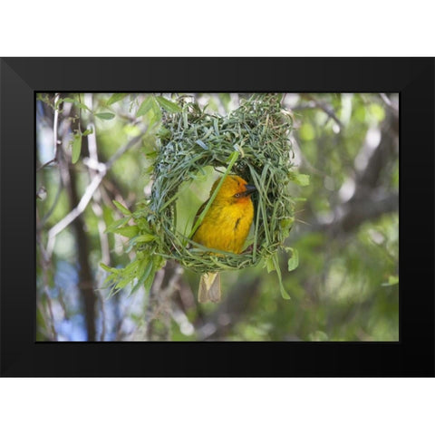 Slender-billed Weaver, Kamieskroon, South Africa Black Modern Wood Framed Art Print by Young, Bill
