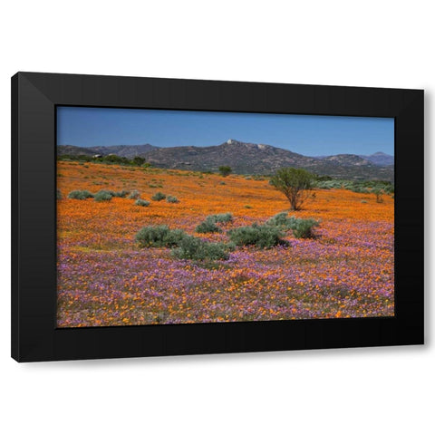 Orange purple blossoms, Namaqua NP, South Africa Black Modern Wood Framed Art Print with Double Matting by Young, Bill