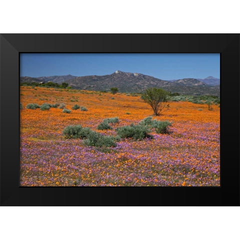 Orange purple blossoms, Namaqua NP, South Africa Black Modern Wood Framed Art Print by Young, Bill