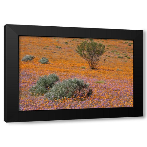 Blossoms in Namaqua NP, Namaqualand, South Africa Black Modern Wood Framed Art Print by Young, Bill