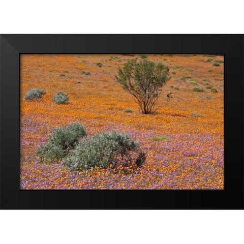 Blossoms in Namaqua NP, Namaqualand, South Africa Black Modern Wood Framed Art Print by Young, Bill