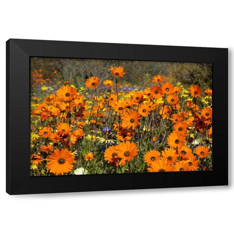 flowers in Namaqua NP, Namaqualand, South Africa Black Modern Wood Framed Art Print with Double Matting by Young, Bill
