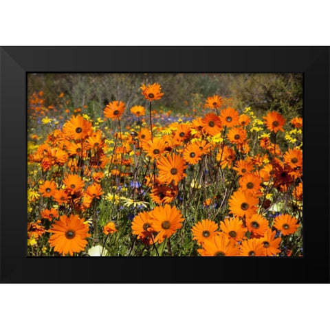 flowers in Namaqua NP, Namaqualand, South Africa Black Modern Wood Framed Art Print by Young, Bill