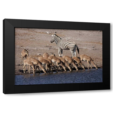 Zebra and black-faced impala, Etosha NP, Namibia Black Modern Wood Framed Art Print with Double Matting by Young, Bill