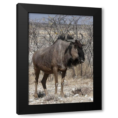 Solitary wildebeest, Etosha NP, Namibia Black Modern Wood Framed Art Print with Double Matting by Young, Bill
