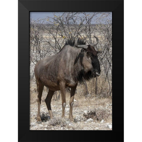 Solitary wildebeest, Etosha NP, Namibia Black Modern Wood Framed Art Print by Young, Bill