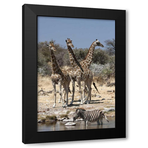 Giraffe and zebra at water, Etosha NP, Namibia Black Modern Wood Framed Art Print with Double Matting by Young, Bill