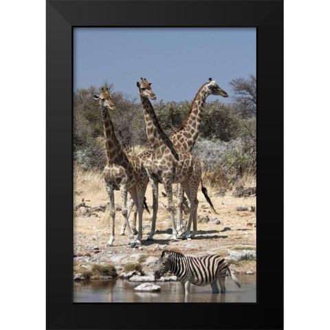 Giraffe and zebra at water, Etosha NP, Namibia Black Modern Wood Framed Art Print by Young, Bill