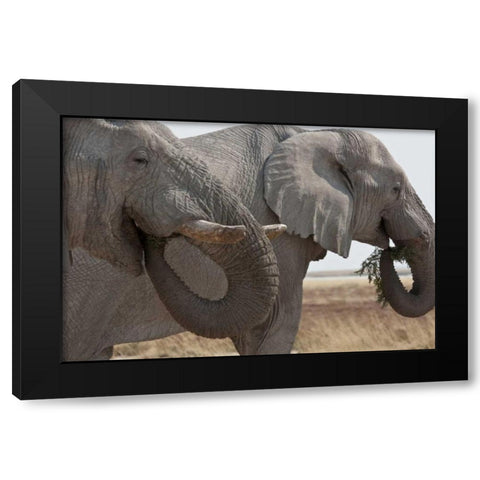 Two elephants eating plants, Etosha NP, Namibia Black Modern Wood Framed Art Print with Double Matting by Young, Bill