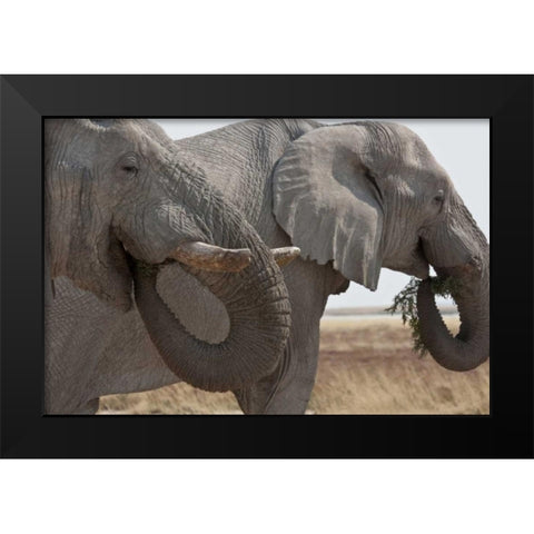 Two elephants eating plants, Etosha NP, Namibia Black Modern Wood Framed Art Print by Young, Bill