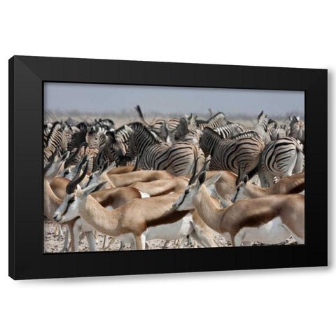 Springboks and zebras, Etosha NP, Namibia Black Modern Wood Framed Art Print with Double Matting by Young, Bill